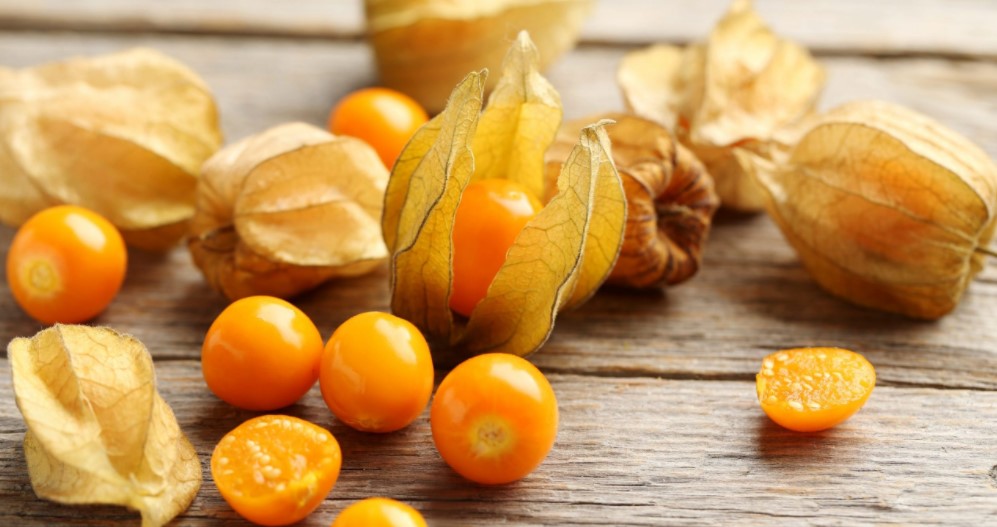 Физалис польза и вред для здоровья